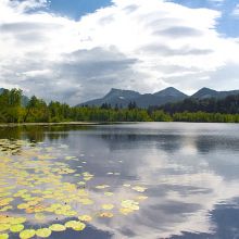 Natur: Die Tier-und Pflanzenwelt des Chiemgaus kennenlernen Natur: Die Tier-und Pflanzenwelt des Chiemgaus kennenlernen